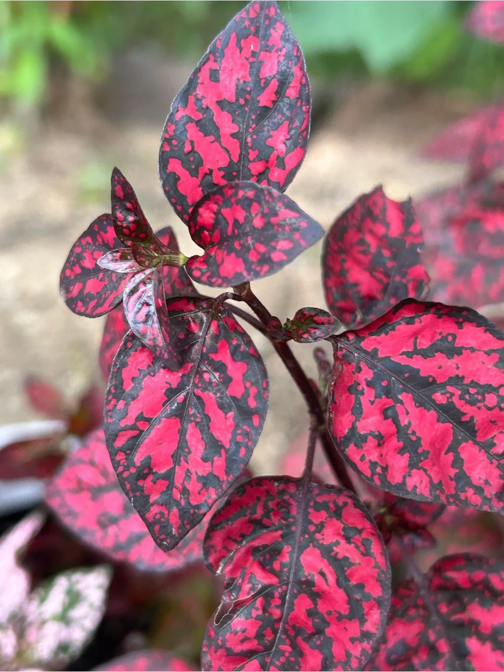 Splash Polka Dot Plant - Hypoestes - Colorful House Plant
